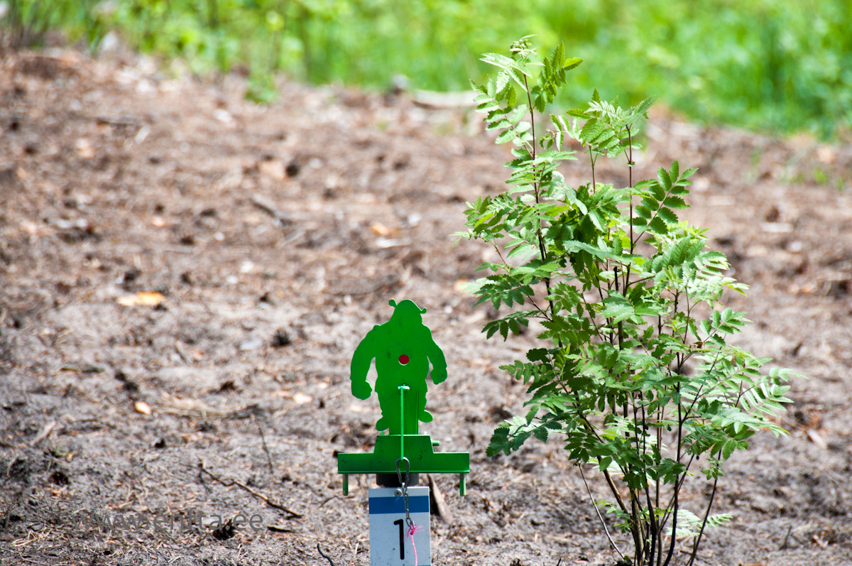 Local hulks are small and green